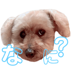 [LINEスタンプ] トイプードルのメルの気持ち
