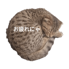 [LINEスタンプ] ミモザさんスタンプ
