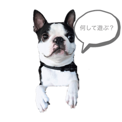 [LINEスタンプ] ボストンテリア まる＆なな