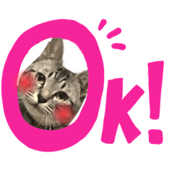 [LINEスタンプ] 日常ねこねこ