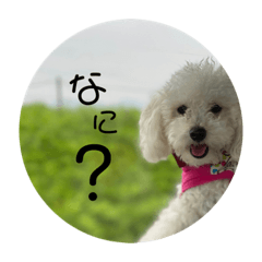[LINEスタンプ] ハクのスタンプ♡①