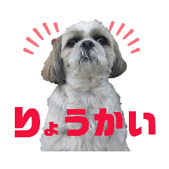 [LINEスタンプ] シーズー犬モコの日常会話スタンプ