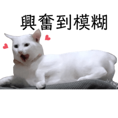 [LINEスタンプ] 白猫『人間観察員』奶糖の日記