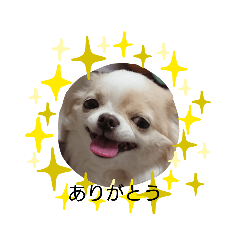 [LINEスタンプ] ホワイトチワワのありがとう