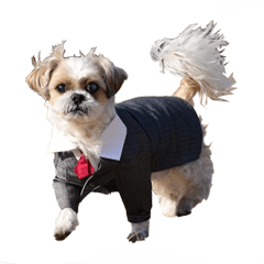 [LINEスタンプ] シーズー犬・ポコ