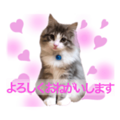 [LINEスタンプ] もふ猫トノくん＜かわいい敬語スタンプ＞