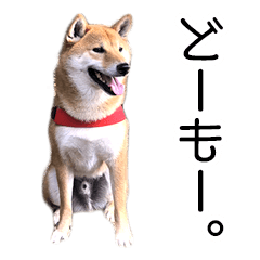 [LINEスタンプ] 日常的な会話をする柴犬