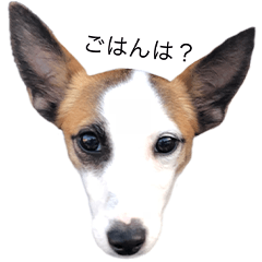 [LINEスタンプ] ジャックラッセルテリアのあいさつ（1）