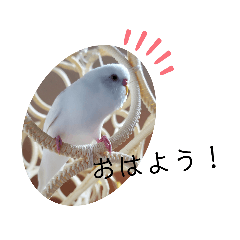 [LINEスタンプ] 白インコ べるちゃん（リアル）