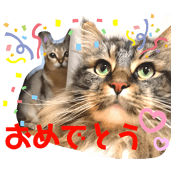 [LINEスタンプ] うちのコテツくん。