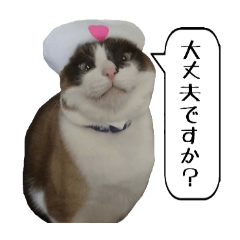 [LINEスタンプ] 猫【ビスタンプ】