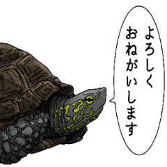 [LINEスタンプ] とてもかわいいカメさんスタンプ