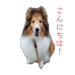 [LINEスタンプ] シェルティーむぎちゃん①