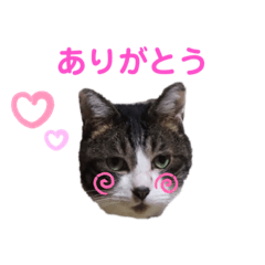 [LINEスタンプ] 我が家のにゃんこスタンプ2
