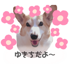 [LINEスタンプ] おでぶコーギーゆきち‎♡の画像（メイン）