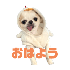 [LINEスタンプ] ベロだしチワワのれおちゃん