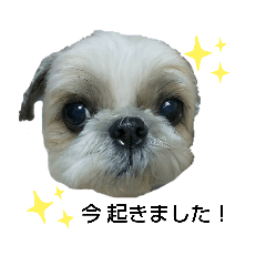 [LINEスタンプ] シー・ズー ハチ 2