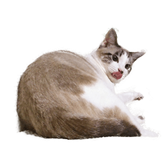 [LINEスタンプ] こじろう（アメショー×シャム）
