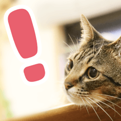 [LINEスタンプ] 可愛い猫の言葉