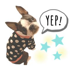 [LINEスタンプ] ボストンテリア yep！
