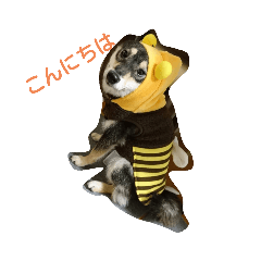 [LINEスタンプ] 黒柴 梅さん2
