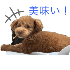 [LINEスタンプ] アロンとサナの生活 ver.2