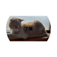 [LINEスタンプ] ごくう3