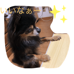 [LINEスタンプ] チワワのじゅんくん2