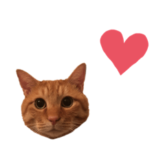 [LINEスタンプ] 茶トラ猫のチャミちゃん
