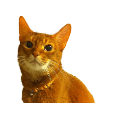 [LINEスタンプ] はなちんとにょにょ