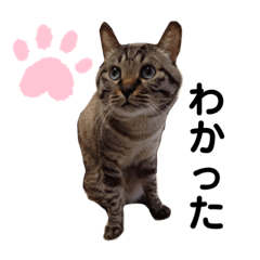 [LINEスタンプ] ほのぼのひよちゃん 4