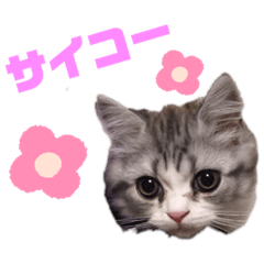 [LINEスタンプ] すもも一家・日常使用スタンプ