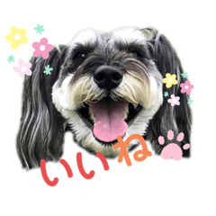 [LINEスタンプ] ミニチュアシュナウザーのRudy Part 2