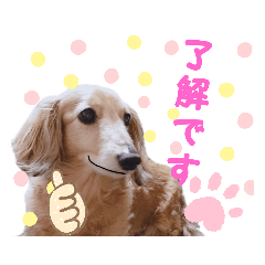 [LINEスタンプ] ダックス奮闘！