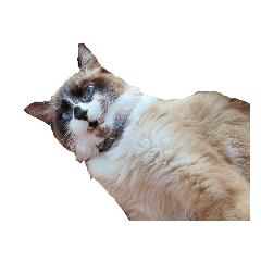 [LINEスタンプ] これまでおかしな猫