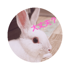 [LINEスタンプ] うさぎの日常 Rabbit everyday