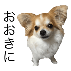 [LINEスタンプ] 犬スタンプ【関西弁】