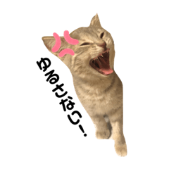 [LINEスタンプ] アメリさん。