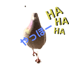 [LINEスタンプ] ハッピーぽっぽー