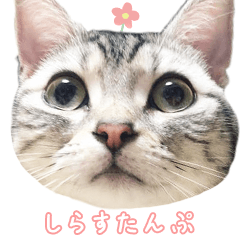 [LINEスタンプ] 猫しらすちゃんの「しらすたんぷ」