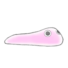 [LINEスタンプ] ももを