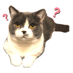 [LINEスタンプ] ブリティッシュショートヘアーのとあくん