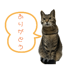 [LINEスタンプ] 猫のマルとモモ1