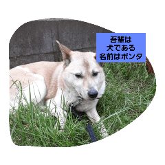 [LINEスタンプ] 家の犬ポンタのスタンプ ナンバー2