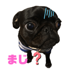 [LINEスタンプ] パグはPUG  vol.5