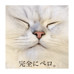 [LINEスタンプ] ペロって言うのよ！！