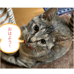 [LINEスタンプ] 保護猫こばんスタンプ