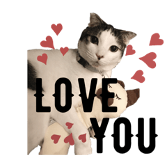 [LINEスタンプ] りあんちの猫スタ