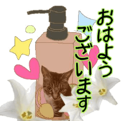 [LINEスタンプ] 大人かわいい猫ボトル