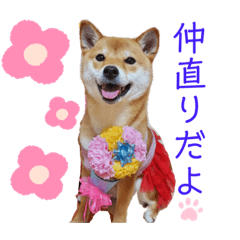 [LINEスタンプ] 柴犬きなこ★まったり日常⑤